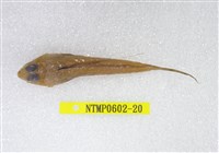 藏品(絲鰭斜棘(魚銜))的圖片